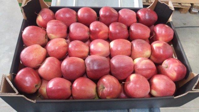 Prima 2000 pommes-poires-prunes fruits légumes 13