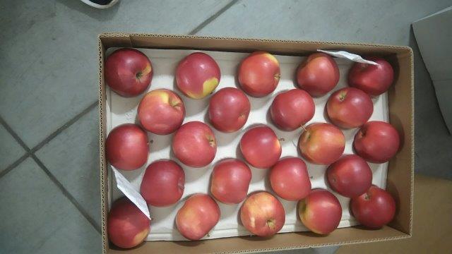 Prima 2000 pommes-poires-prunes fruits légumes 11