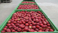 Prima 2000 pommes-poires-prunes fruits légumes 01